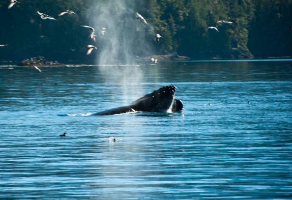 Uma baleia Humpback, durante passeio de barco em Telegraph Cove, na Vancouver Island, na Columbia Britânica, costa oeste do Canadá